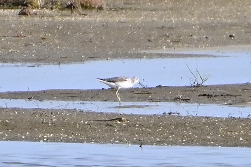 Common Greenshank