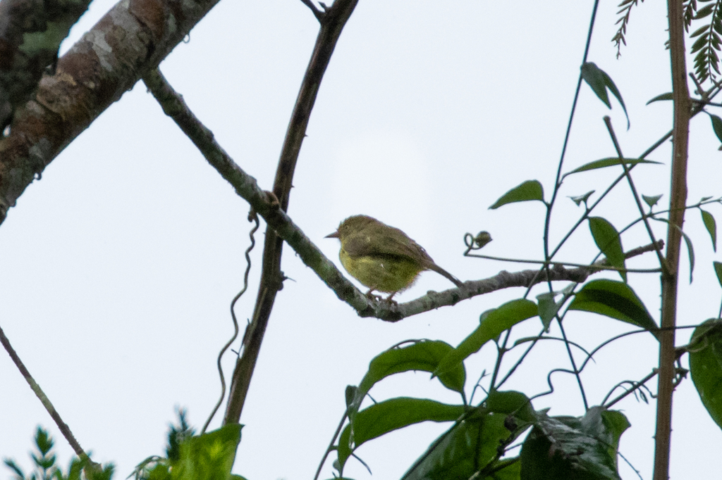 Olivaceous Greenlet