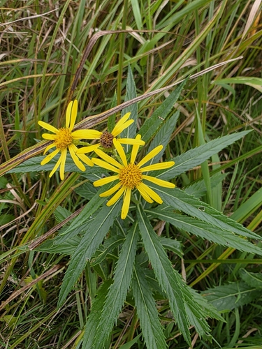 fen ragwort