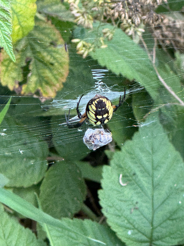 Yellow Garden Spider