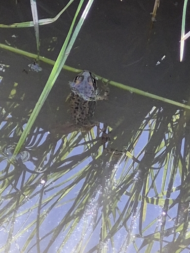 Columbia Spotted Frog