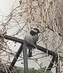 Passer domesticus
