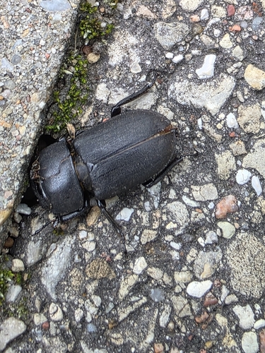 Lesser Stag Beetle
