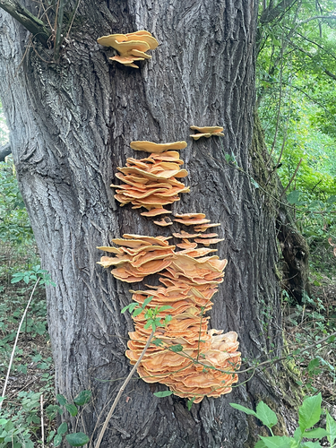 chicken of the woods