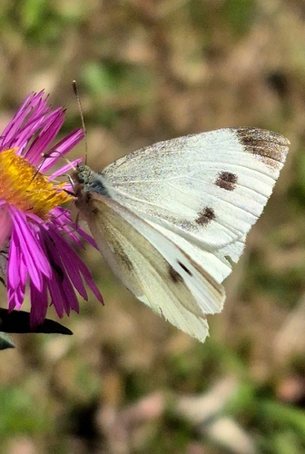 Small White