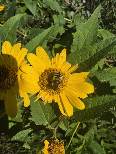 Transverse-banded Flower Fly