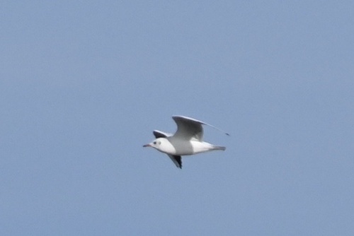 Black-headed Gull
