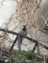 Passer domesticus