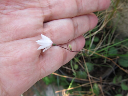 Autumn Snowflake