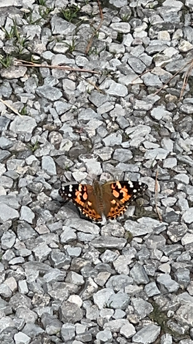 Painted Lady