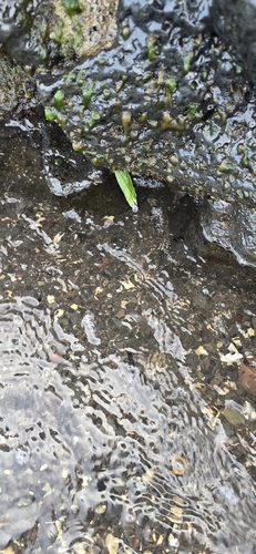 Chaetomorpha antennina observed 2026-09-18
