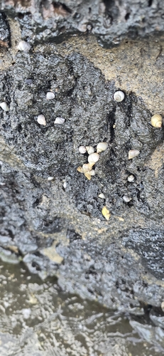 Littorina pintado observed 2026-09-18
