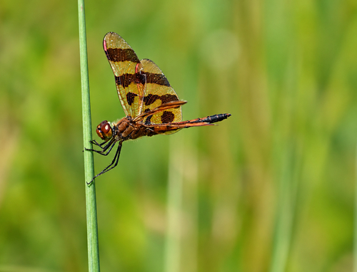 Halloween Pennant