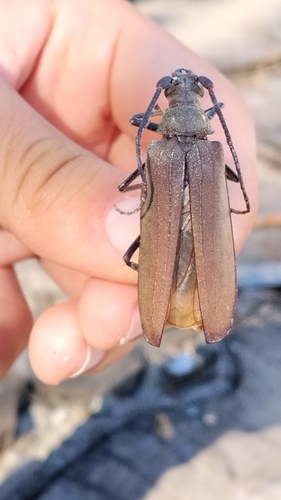 grain support beetle