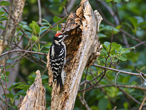 Downy Woodpecker