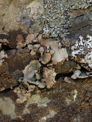 Dermatocarpon reticulatum