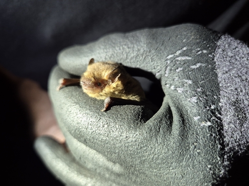 Pipistrelle pygmée