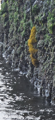 Ahnfeltiopsis observed 2026-09-18