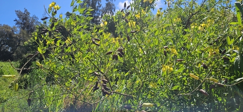 Crotalaria micans observed 2026-09-13