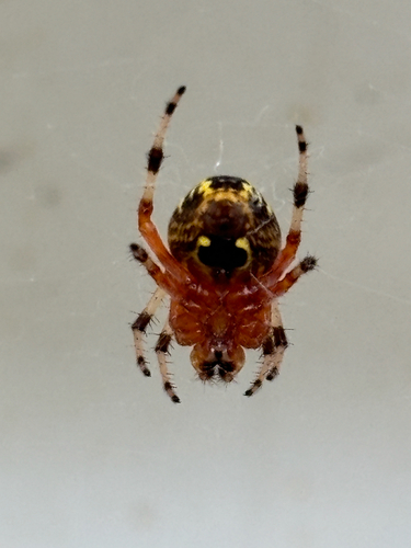 Marbled Orbweaver