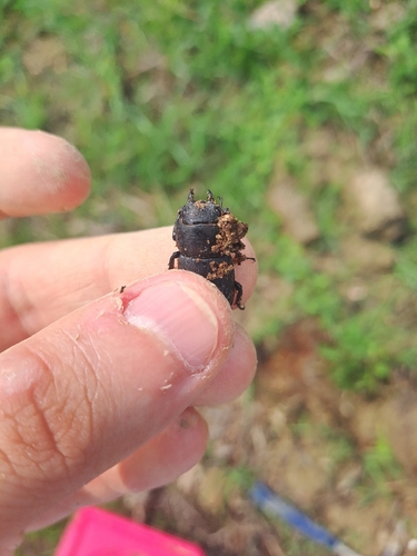 Lesser Stag Beetle