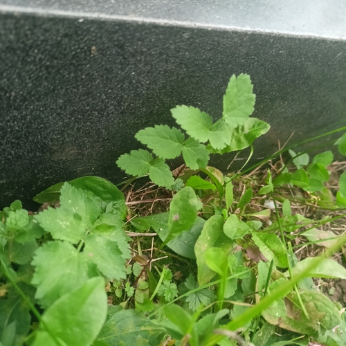 Burnet-saxifrage
