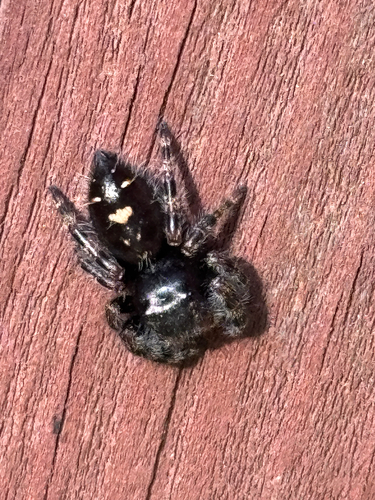 Bold Jumping Spider