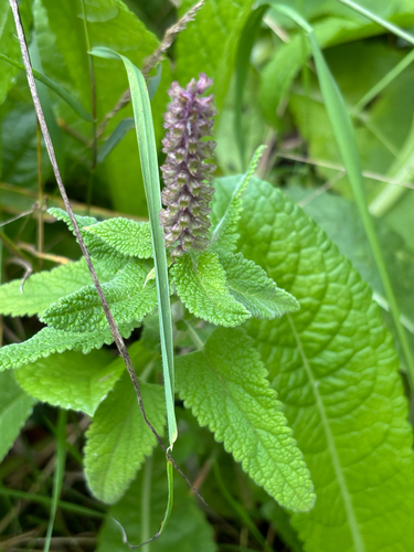 Teucrium hircanicum, photograph 1