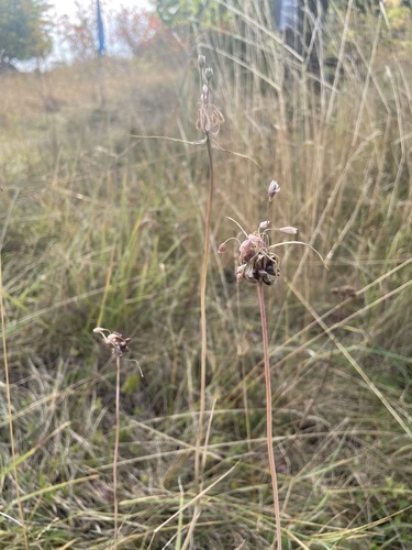 Allium oleraceum