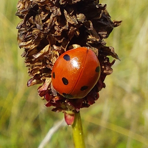Seven-spotted Lady Beetle