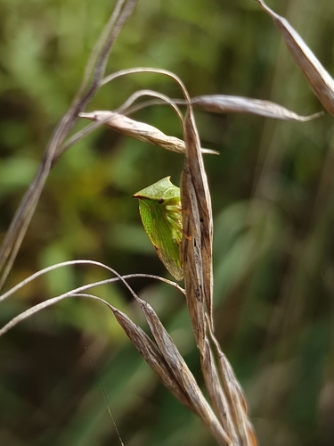 Buffalo Treehopper