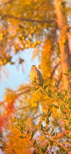 White-crowned Sparrow