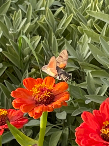 Eurasian Hummingbird Hawkmoth