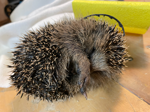 Common Hedgehog