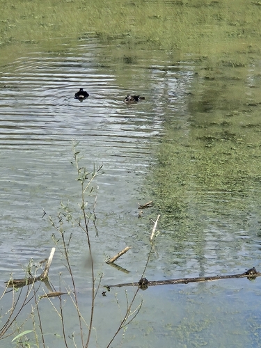 Wood Duck