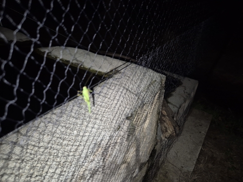 Mediterranean Katydid
