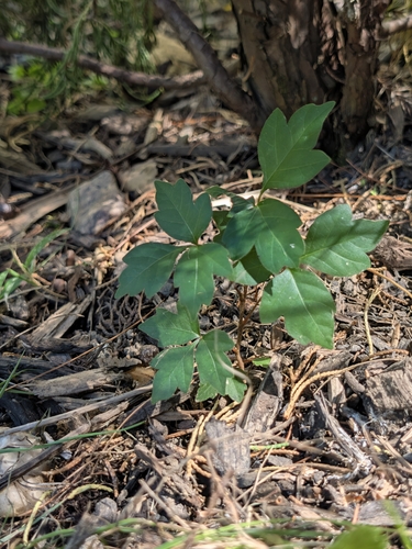 eastern poison ivy