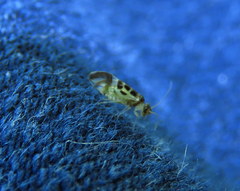 Graphopsocus cruciatus
