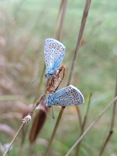 Common Blue
