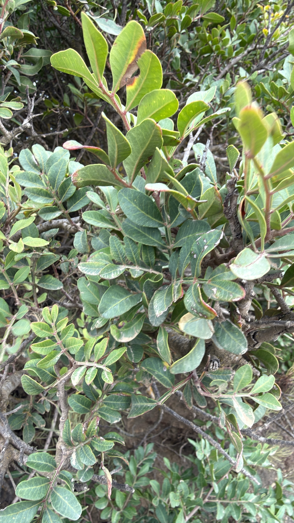 Mata charneca