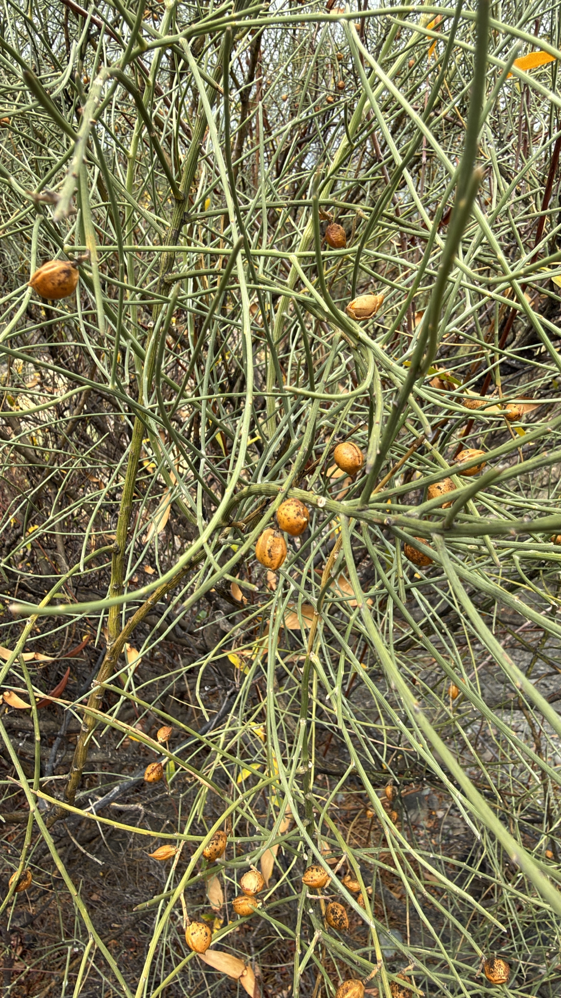 Retama rhodorhizoides