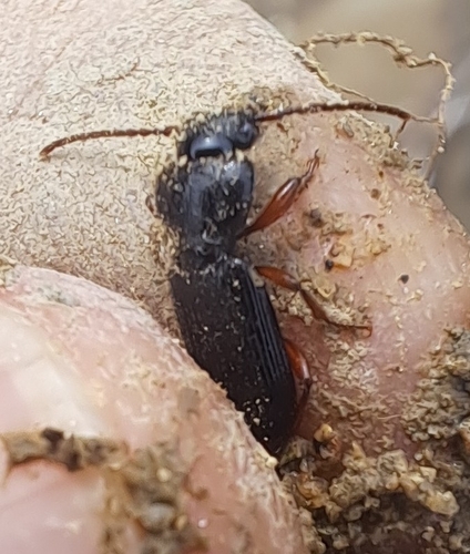 Ophonus ardosiacus