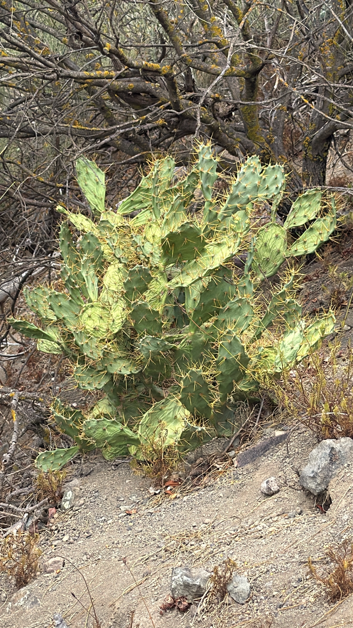 Nopal Estricto