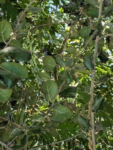 Anna's Hummingbird