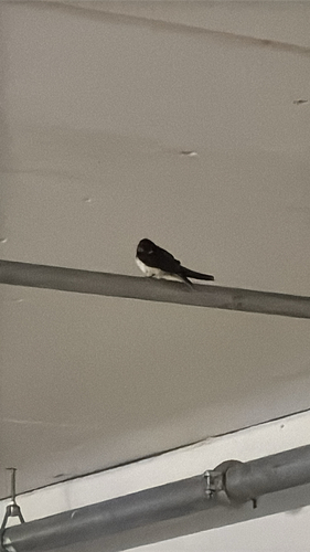 Barn Swallow