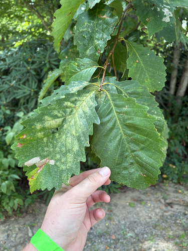 Quercus montana, photograph 3