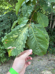 (c) Hayes Valentine, some rights reserved (CC BY) Quercus montana, photograph (c) Hayes Valentine, some rights reserved (CC BY)