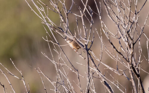 Western Subalpine Warbler