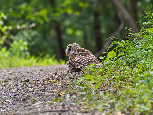 Barred Owl