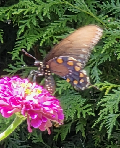 Pipevine Swallowtail